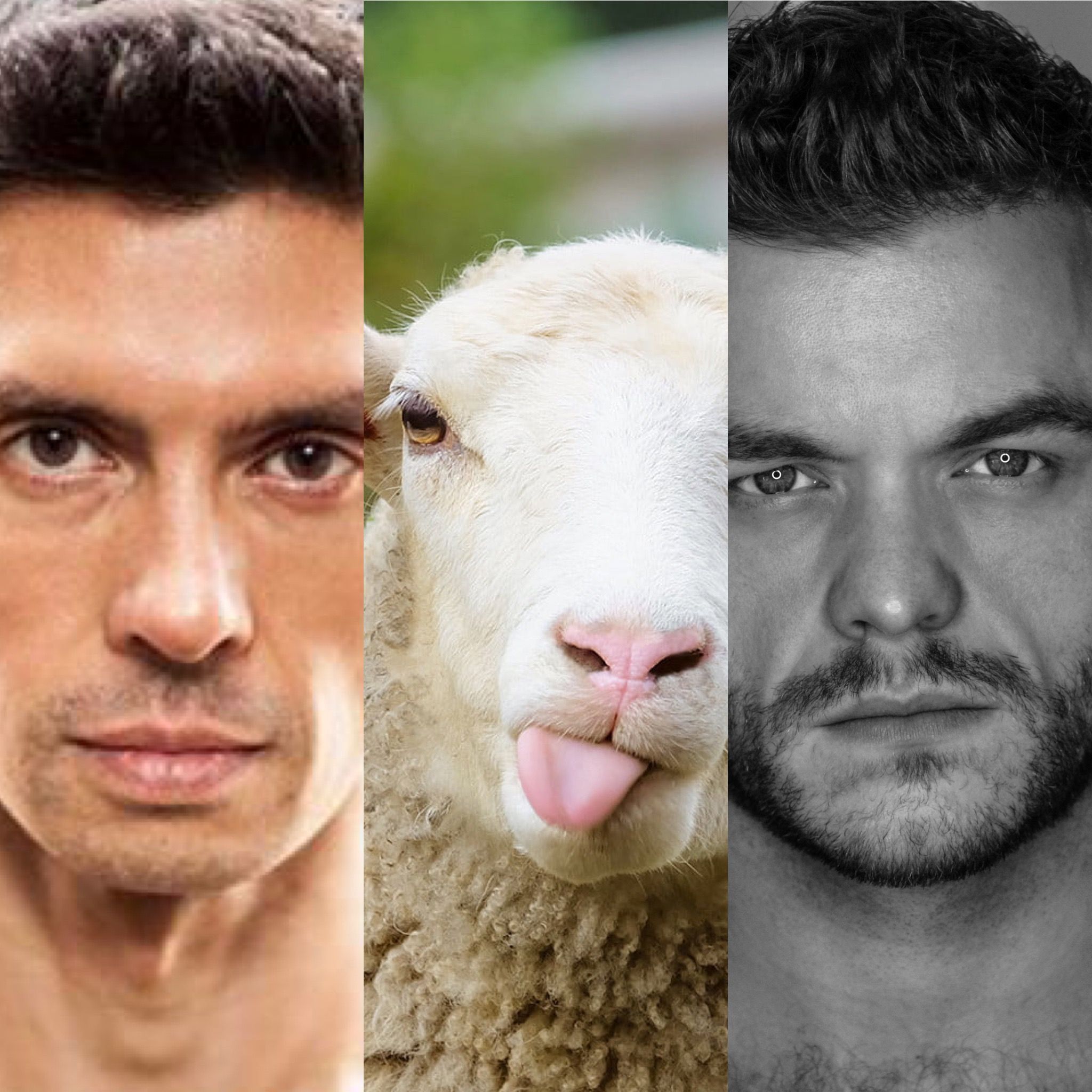 Your Face is a Sheep