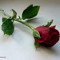 Nice Guria