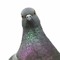 PigeonHero !