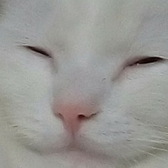 asimoket