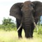 Африканский Слон
