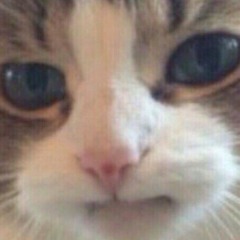 простой кот