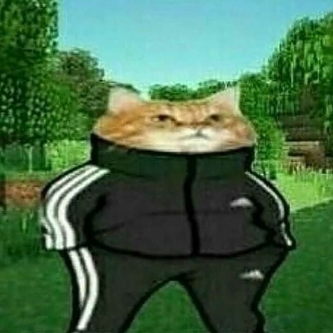 cat adidas tracksuit