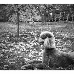 New private playlist