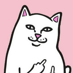 El gato