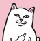 El gato