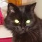 JellyBean_
