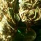 Grow Nero shoponline