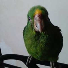 Tavo
