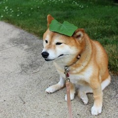 meezybop