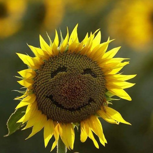sunflower4power’s avatar
