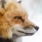 能Fox