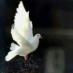 أناشيد