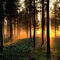 woodlandviews