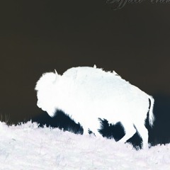 Buffalo Trance