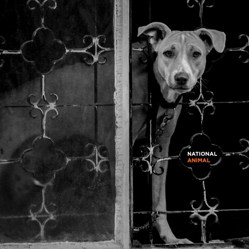 Stream National Animal music | Listen to songs, albums, playlists for