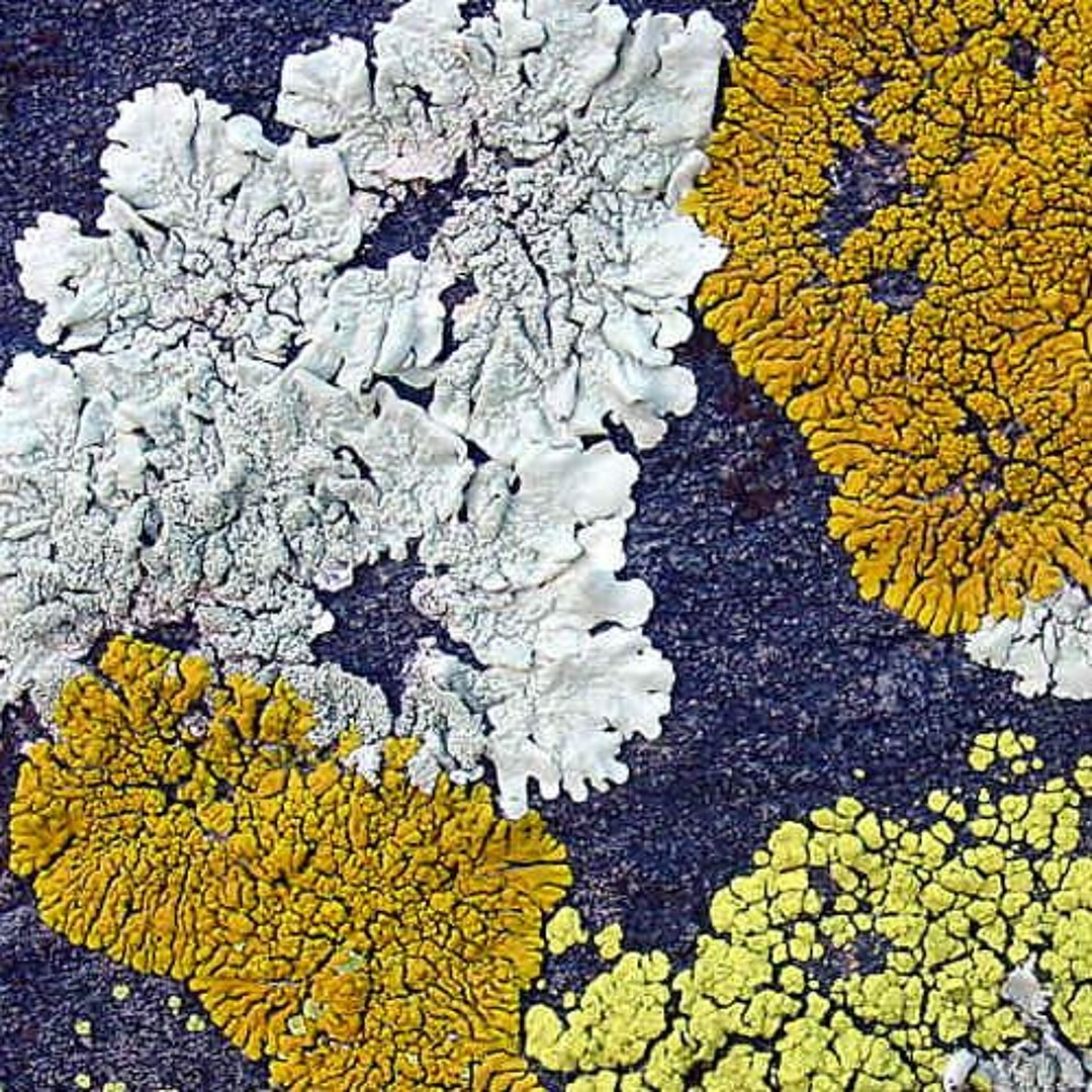 Jamie Shar’s avatar