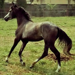 Charanjit SIngh Charanjit Zx