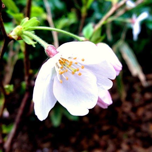 稲田姫様に叱られるから Acousticアレンジ By Inauch