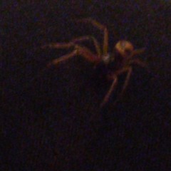 𝖑𝖎𝖑 𝖘𝖈𝖚𝖓𝖌𝖞