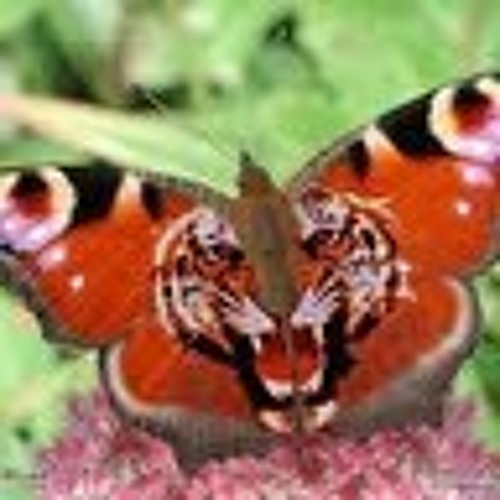 Papillon Papillon’s avatar
