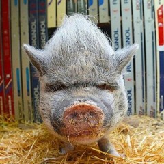 Miguel Ángel  Nieto Manzo