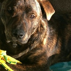 Kristopher  Rosaline