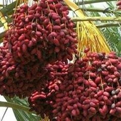 Khlil Smael Alzubyde