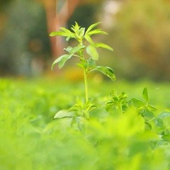 အသက်တာ၏စမ်းရေတွင်း