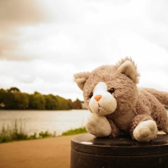 schwammdalli // aktikraft