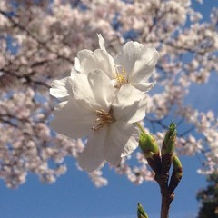 Stream 桜 咲いたよ Hey Say Jump Fan Cover Acapella By 美人 Listen Online For Free On Soundcloud