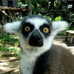 Mr. Drunken Lemur