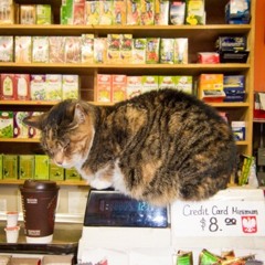 The Bodega Cats