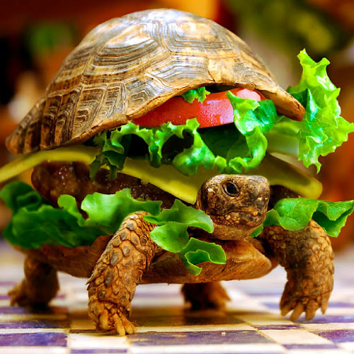 Turtle Burger’s avatar