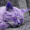 Purple cat
