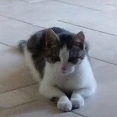 Violeta