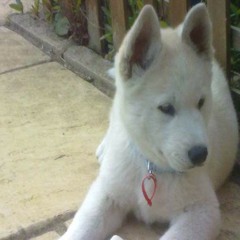 tess