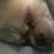 doge