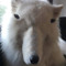 SADDOG