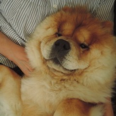 chi.chi
