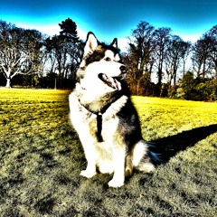 Husky Go Woof