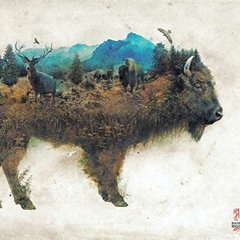 WoundedBuffaloTheory