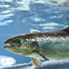 Poafish