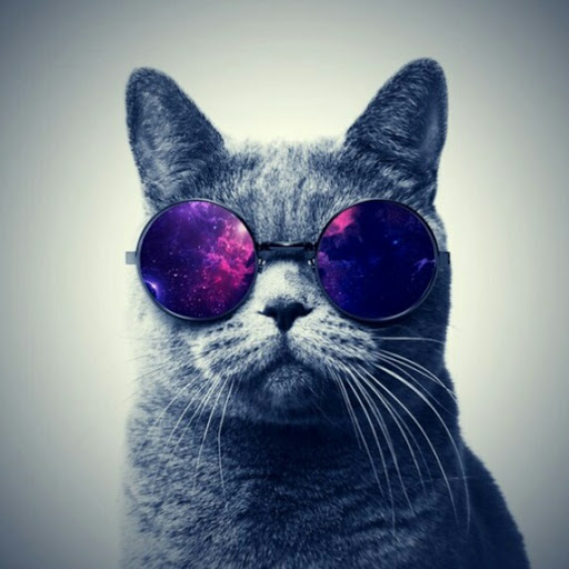 Поля Котик