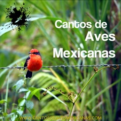 Cantos de Aves Mexicanas