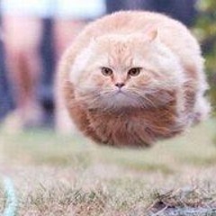 If cat can fly