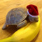OrangeTurtle197