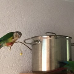 Wilkod