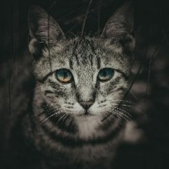 данила котов