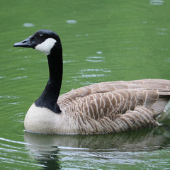 Vargoose